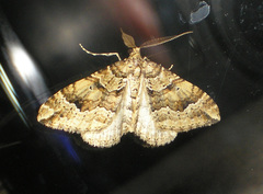 Epyaxa agelasta