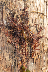 Odonthalia washingtoniensis