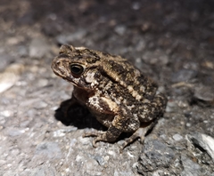 Ingerophrynus biporcatus