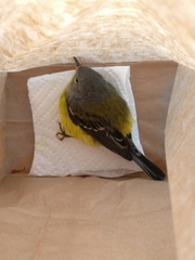 Setophaga magnolia