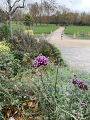 Verbena bonariensis