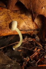 Mycena griseoviridis