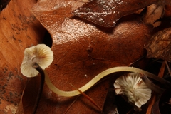 Mycena griseoviridis