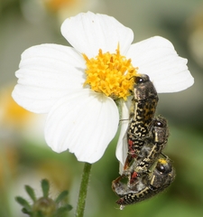 Acmaeodera haemorrhoa