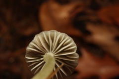 Mycena griseoviridis