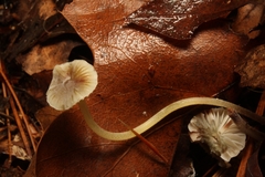 Mycena griseoviridis