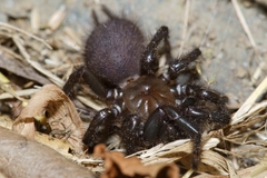 Porrhothele antipodiana