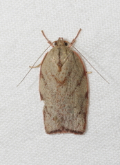 Euchaetis inceptella
