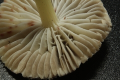 Mycena griseoviridis