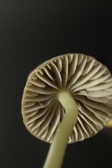 Mycena griseoviridis