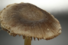 Mycena griseoviridis