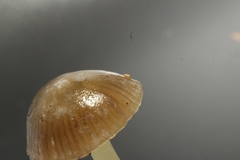 Mycena griseoviridis