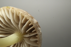 Mycena griseoviridis