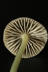 Mycena griseoviridis