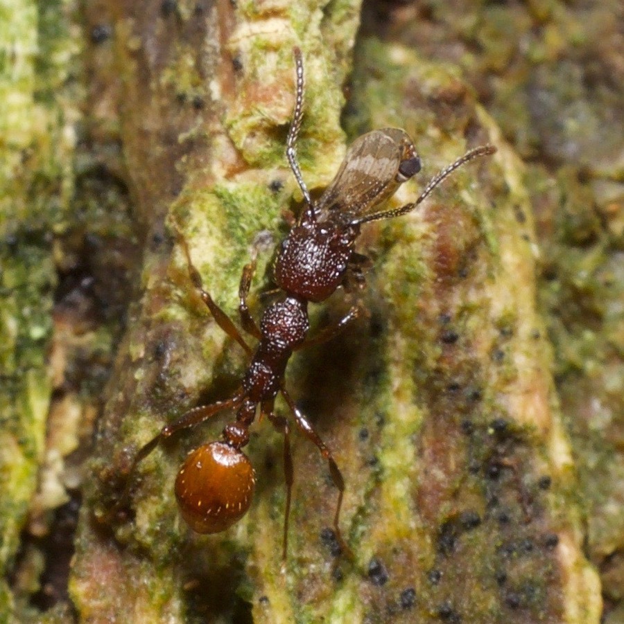 Aphaenogaster mariae