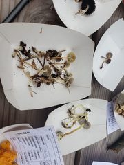 Mycena griseoviridis