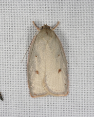 Euchaetis iospila