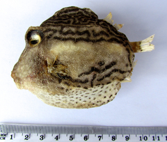 Rigid Boxfish photo 5