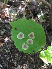 Cameraria hamameliella