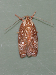 Euchaetis metallota