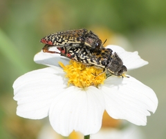 Acmaeodera haemorrhoa