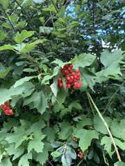 Viburnum