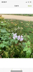 Geranium