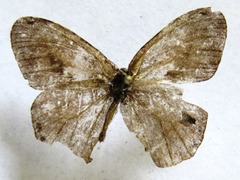 Cyllopsis pephredo