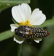 Acmaeodera haemorrhoa