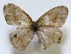 Cyllopsis pephredo