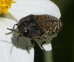 Acmaeodera haemorrhoa
