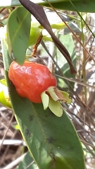 Eugenia involucrata