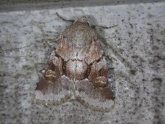 Oligia minuscula