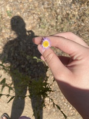 Erigeron neomexicanus