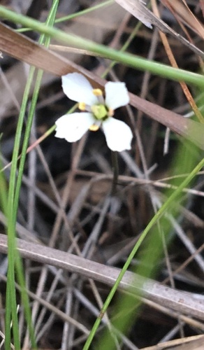 White screwstem (Bartonia verna)