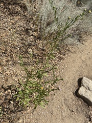 Erigeron neomexicanus