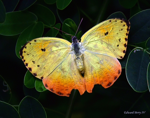 Orange-barred Sulphur