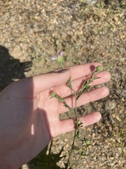 Erigeron neomexicanus