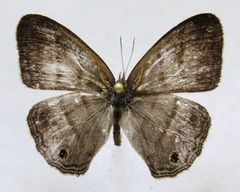 Cissia terrestris