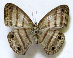 Cissia terrestris