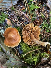 Cortinarius obtusus