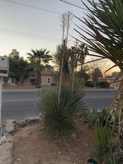 Yucca elata