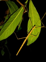 Sipyloidea larryi