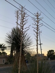 Yucca elata