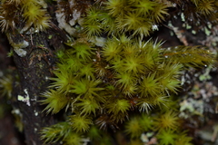 Dicranum speirophyllum