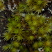 Dicranum speirophyllum - Photo no rights reserved, uploaded by kbkash