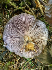 Cortinarius glaucopus