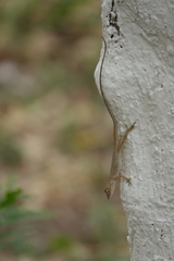 Anolis unilobatus