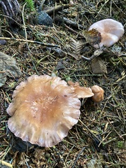Cortinarius glaucopus