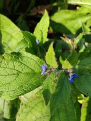 Pentaglottis sempervirens